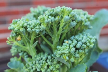 When and How to Harvest Broccoli Image